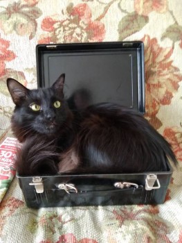 Любимая кошатинка  - IMG_20190416_143703.jpg