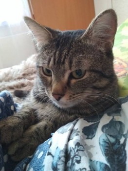 Любимая кошатинка  - IMG_20190422_103743.jpg