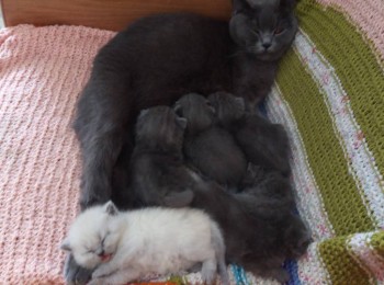 Любимая кошатинка  - IMG_20190426_132906.jpg