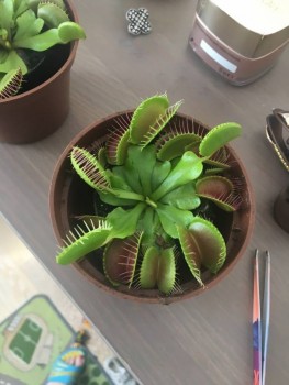 Наши цветы 2 - 938C21B0-7AA1-42A8-AB2A-C56C1F4BAF2F.jpeg