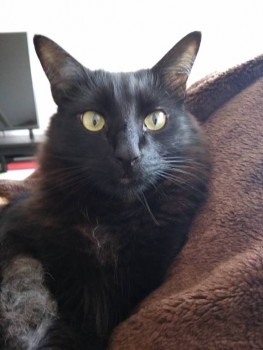 Любимая кошатинка  - IMG_20190519_090333.jpg