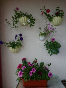 Наши цветы 2 - 20190519_161755.jpg