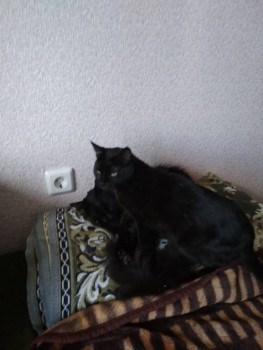 Любимая кошатинка  - IMG_20190523_161452.jpg