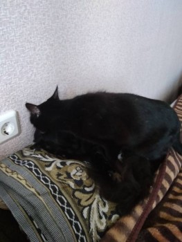 Любимая кошатинка  - IMG_20190523_161500.jpg