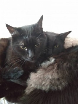 Любимая кошатинка  - IMG_20190523_162629_HHT.jpg