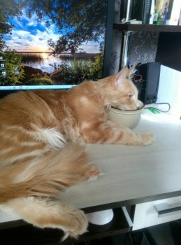 Проверка моего бокала, иначе ну никак. У мейн кунов вот такая слабость - они очень любят нырять в хозяйский бокал с чаем или с кофе.