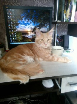 Как без Лео обойдутся мои посиделки в инете.