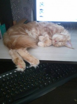 Спит ребенок шерстяной.