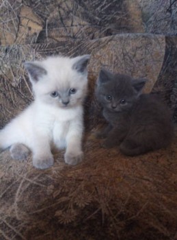 Любимая кошатинка  - IMG_20190524_084256.jpg