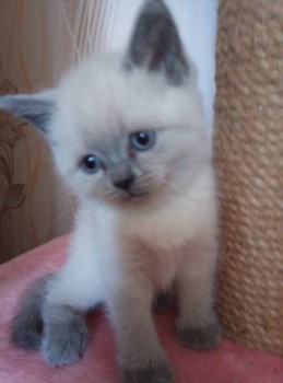 Любимая кошатинка  - IMG_20190524_161530.jpg