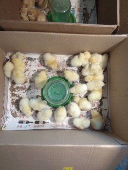 Сельское хозяйство по полной - IMG_20190516_193633.jpg