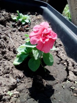 Наши цветы 2 - IMG_20190528_115017.jpg