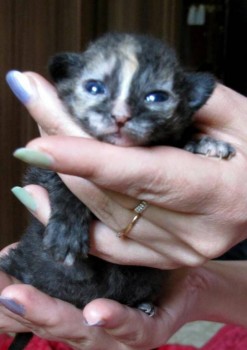 Любимая кошатинка  - IMG-20190608-WA0003.jpg