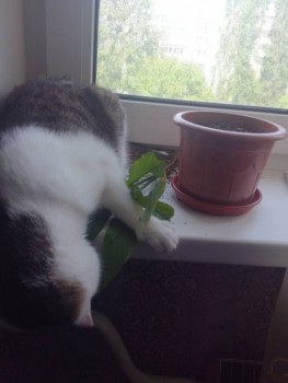 Любимая кошатинка  - xyc9QtRCjTk.jpg