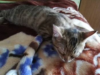 Любимая кошатинка  - IMG_20190619_075114.jpg