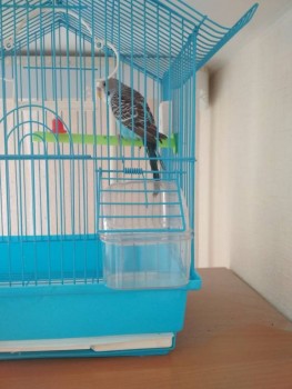 Птички - IMG_20190621_091143.jpg