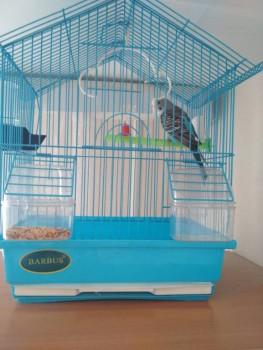 Птички - IMG_20190621_090810.jpg