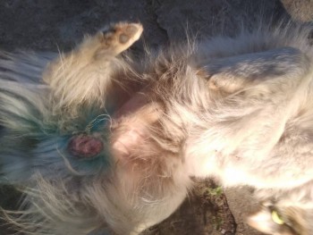 Вот эту опухоль нужно удалить.