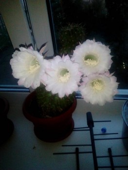 Наши цветы 2 - IMG_20190626_212233.jpg