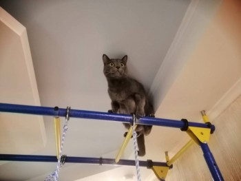 Любимая кошатинка  - IMG_20190629_091819.jpg