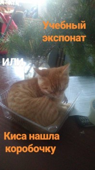 Любимая кошатинка  - IMG_20181228_105658_721.jpg