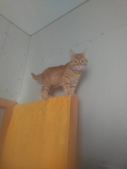 Любимая кошатинка  - IMG_20190123_130642.jpg