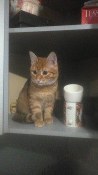 Любимая кошатинка  - IMG_20190214_195819_989.jpg