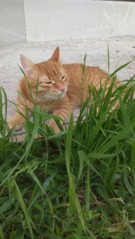 Любимая кошатинка  - IMG_20190512_170446_312.jpg