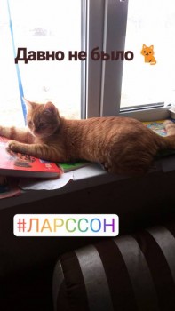 Любимая кошатинка  - IMG_20190401_110001_060.jpg