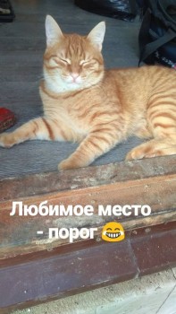 Любимая кошатинка  - IMG_20190508_191537_846.jpg