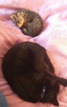 Герми и Пират