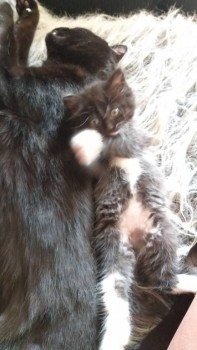 Пират и Луни