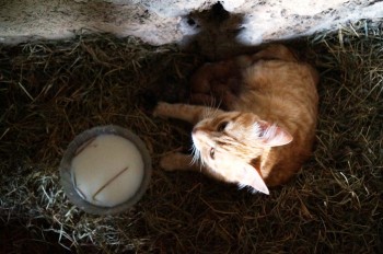 Любимая кошатинка  - DSC05738.JPG