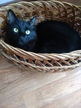 Любимая кошатинка  - IMG_20190704_163737.jpg