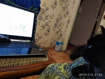 Любимая кошатинка  - IMG_20190705_215322.jpg