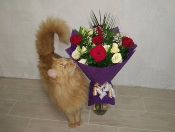 Любимая кошатинка  - IMG-32bb2ffb3a8bfd94d280ab21d2aa9b0d-V.jpg