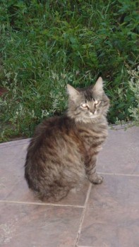 У меня теперь три-кота-ж  - DSC05293.JPG