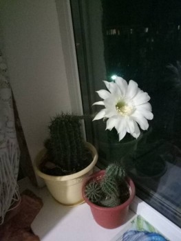 Наши цветы 2 - P90719-221931.jpg