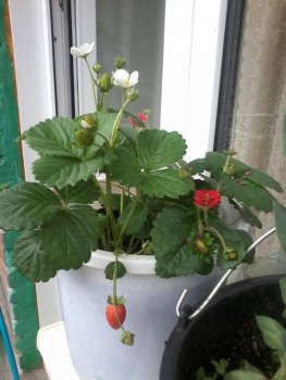 Наши цветы 2 - 20190720_133945.jpg