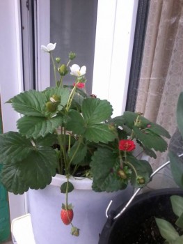 Наши цветы 2 - 20190720_134132.jpg