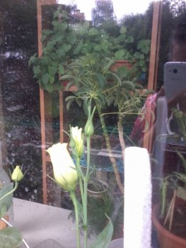 Наши цветы 2 - 20190720_134141.jpg