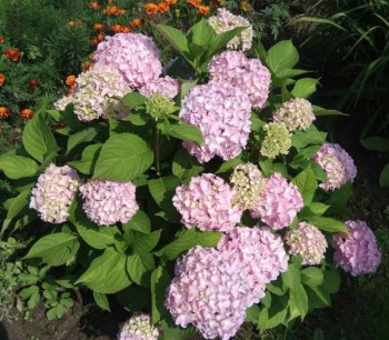 Наши цветы 2 - IMG_20190727_201346_796.jpg