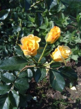 Наши цветы 2 - IMG-a94c47597e433722ffccec72dad81c59-V.jpg