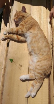 Роник отдыхает после трудового дня.