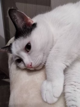 Любимая кошатинка  - Доцент 1.jpg