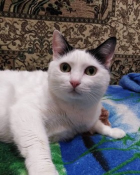 Любимая кошатинка  - Доцент 2.jpg