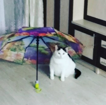 Любимая кошатинка  - Доцент 3.jpg