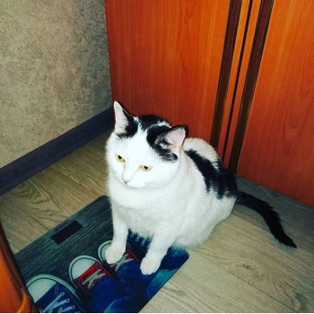 Любимая кошатинка  - Доцент 4.jpg