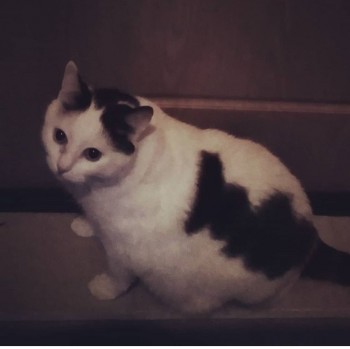 Любимая кошатинка  - Доцент 5.jpg