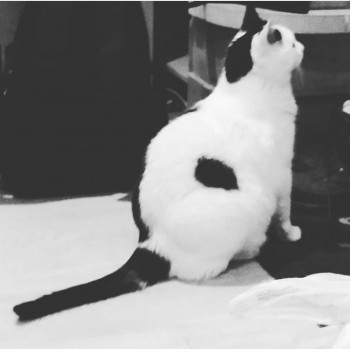 Любимая кошатинка  - Доцент 6.jpg